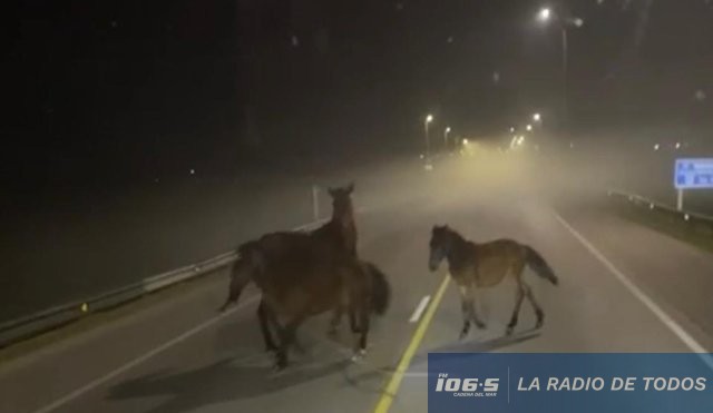 Caballo sueltos