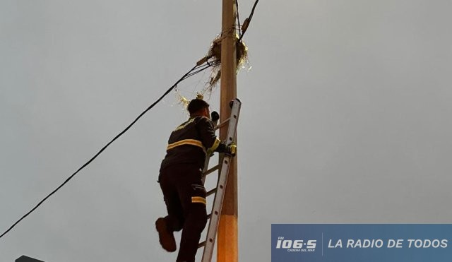bombero rescata ave