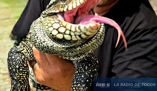 Lagarto-Alternatus