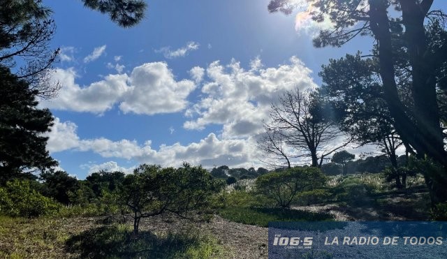 bosque-cielo