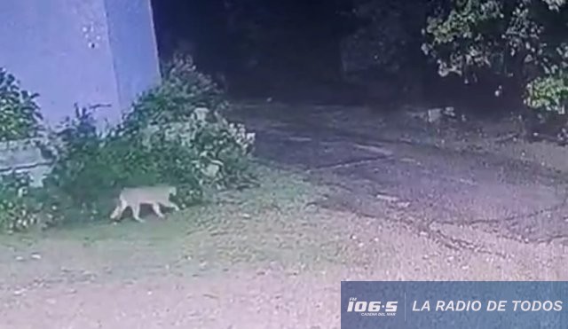 PUMA-fuga