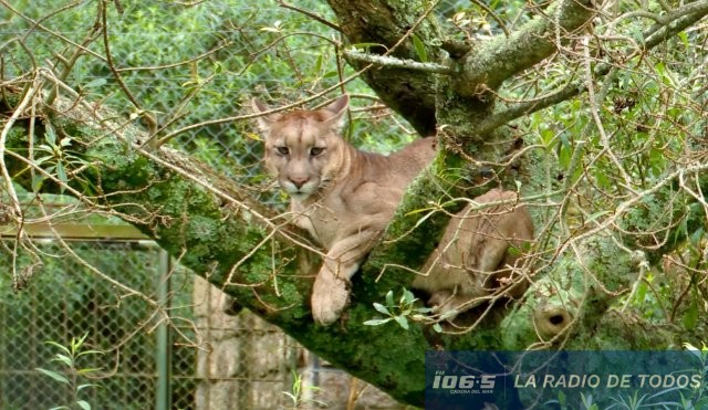puma-felino