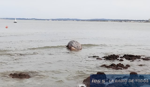 ballena-muerta