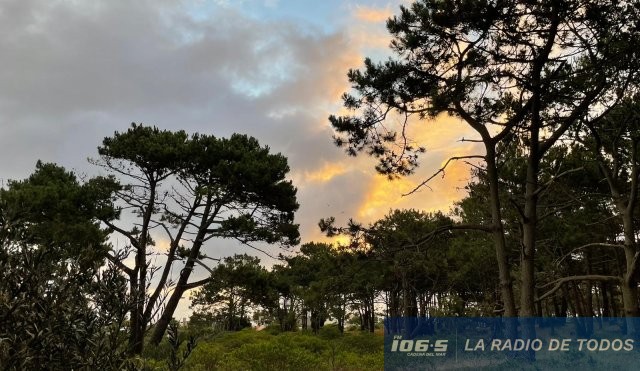 bosque-nubes
