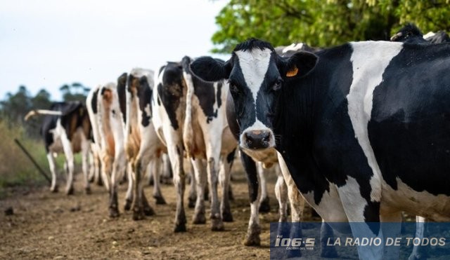 vacas hollando