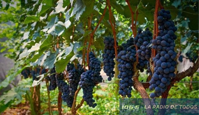 uvas