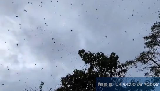 lluvia de arañas