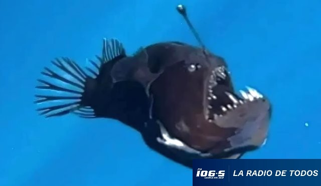 Diable negro-pez
