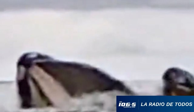 ballena-ataque