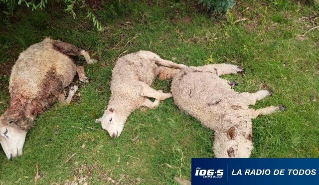 ovejas-muertas