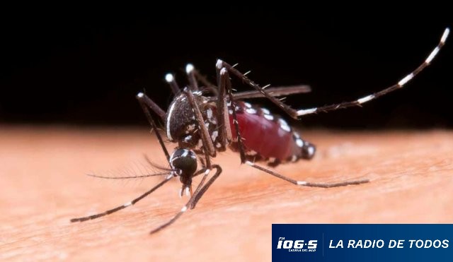 dengue-
