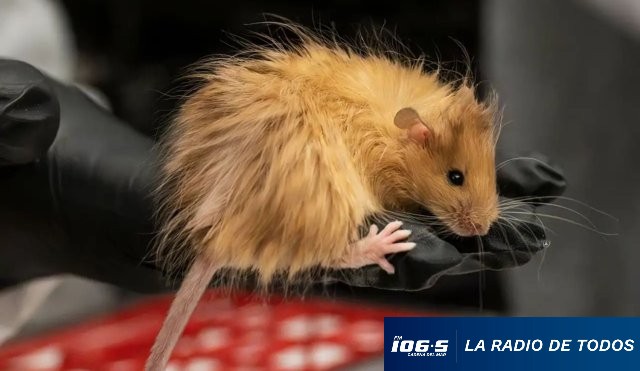 RATON LANUDO