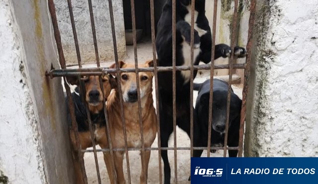 refugio-animales