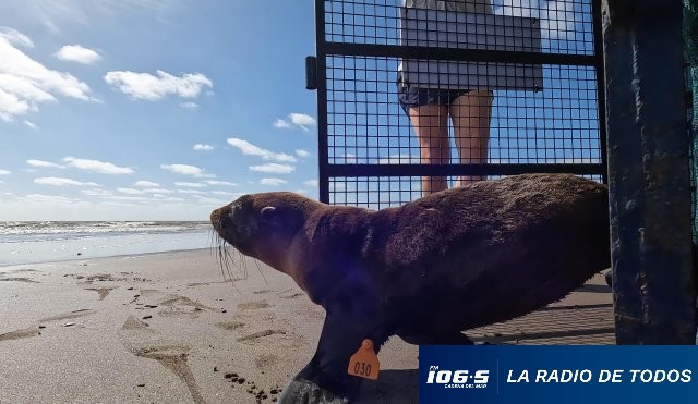LOBO MARINO