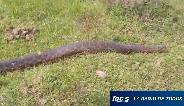 anaconda-uruguay