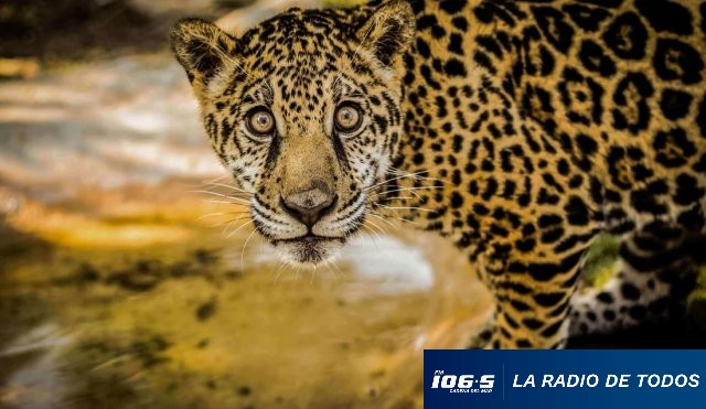 JAGUARES 