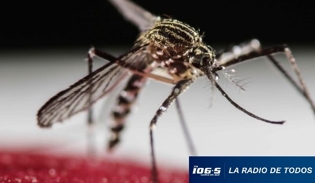 DENGUE 