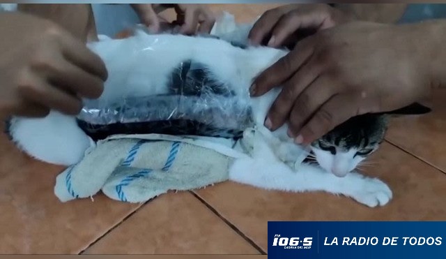 gato con drogas