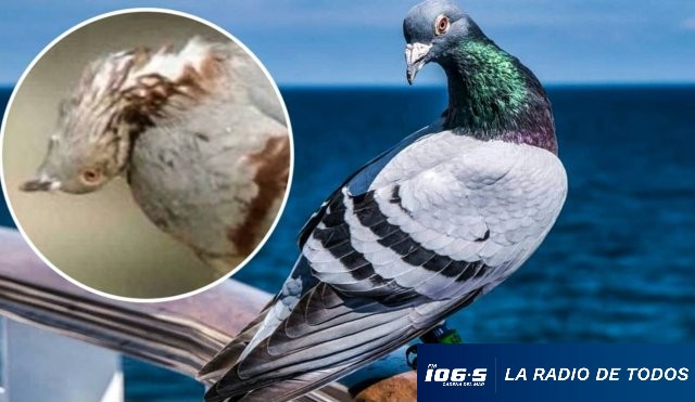 PALOMAS