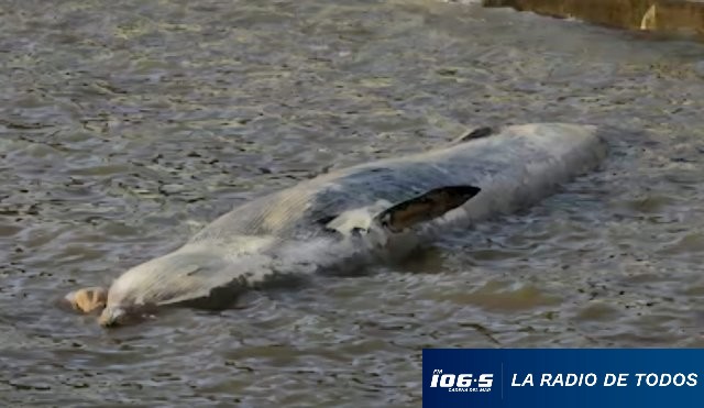 ballena-muerta