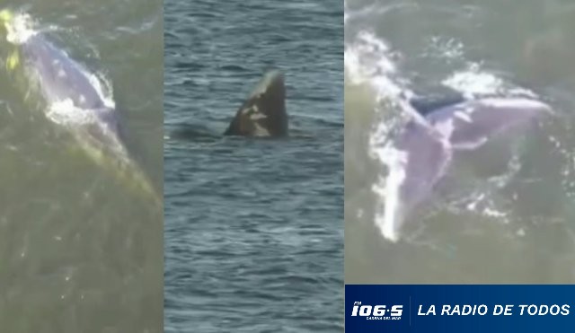 ballena