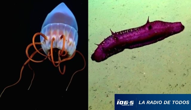 aguas profundas