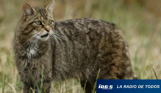 Gato Montes