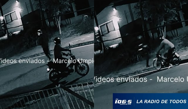 Perro policía 