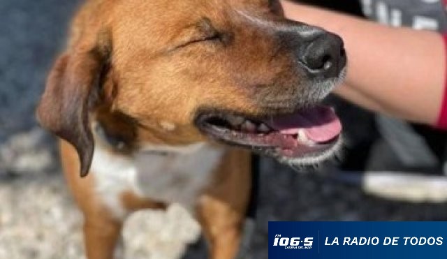 ADOPCION 25.10