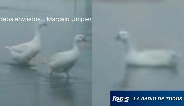 Gansos en Maldonado 