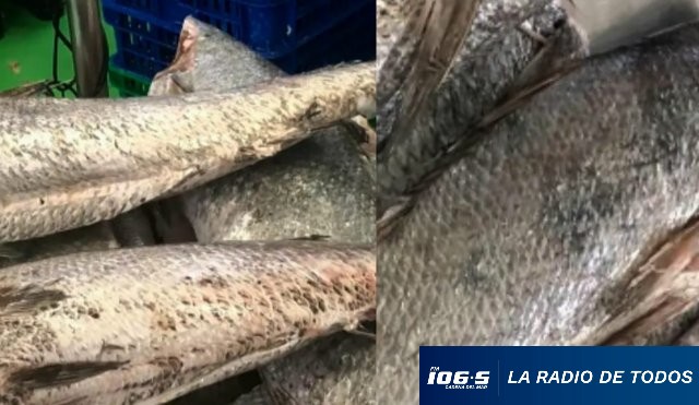 Corvina