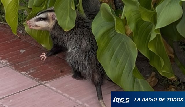Comadreja en Punta 