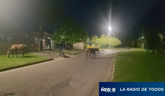CABALLOS 31.10