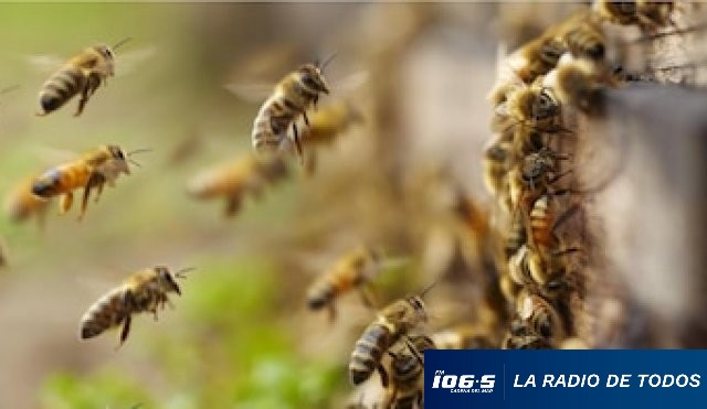 ABEJAS  10.11
