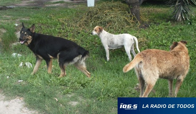 perros sueltos