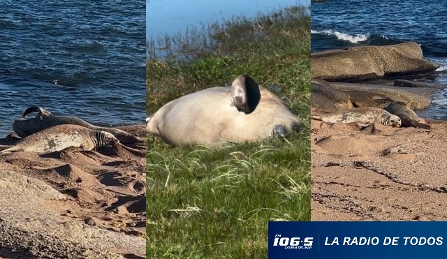 Elefantes marinos 