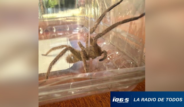 araña del banano