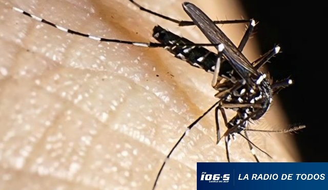 MOSQUITO DENGUE