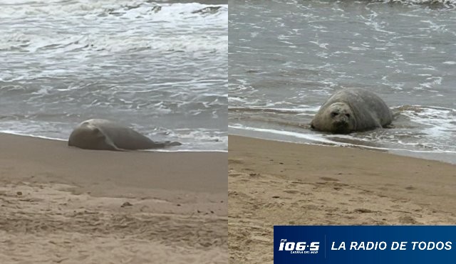 Elefante Marino