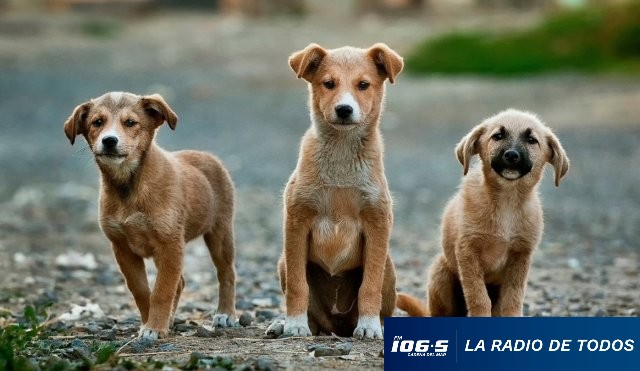ADOPCION