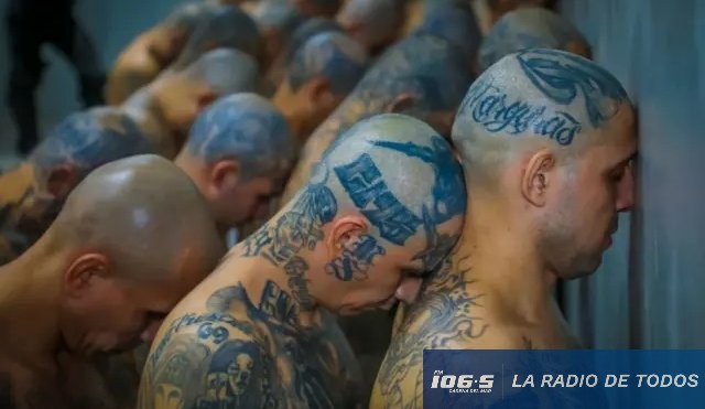 MARA SALVATRUCHA