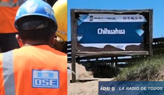 Ose chihuahua 