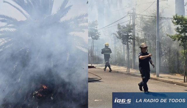 incendio palmeras