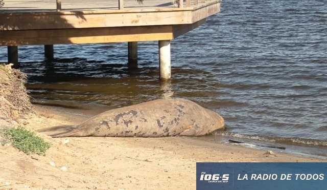 elefante marino