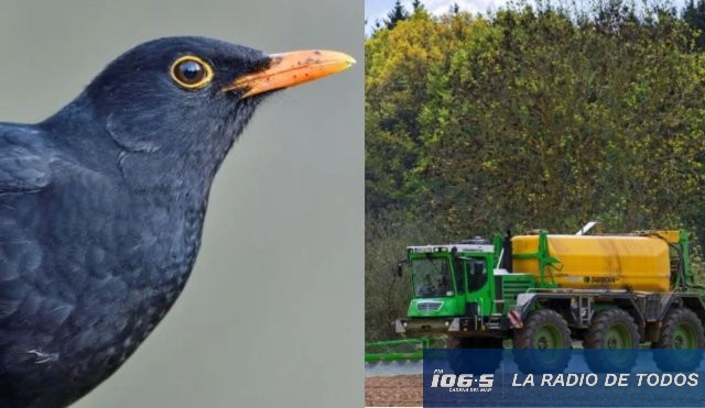 AVES PESTICIDAS