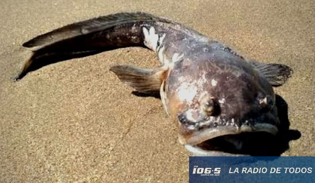 Bagre Sapo