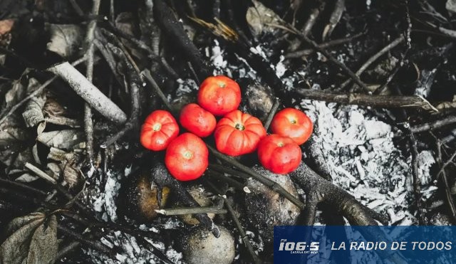 Tomates 