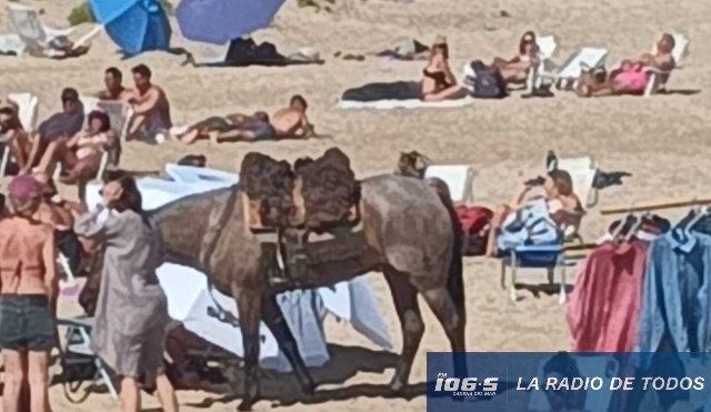 Caballo playa PDE 