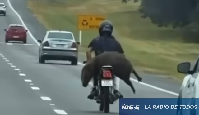Carpincho en moto 