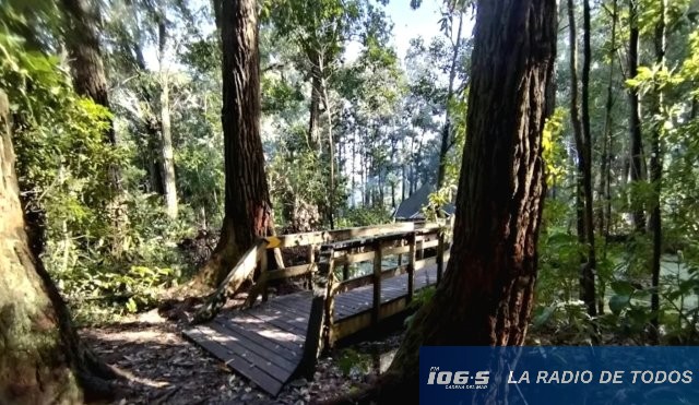 arboles 